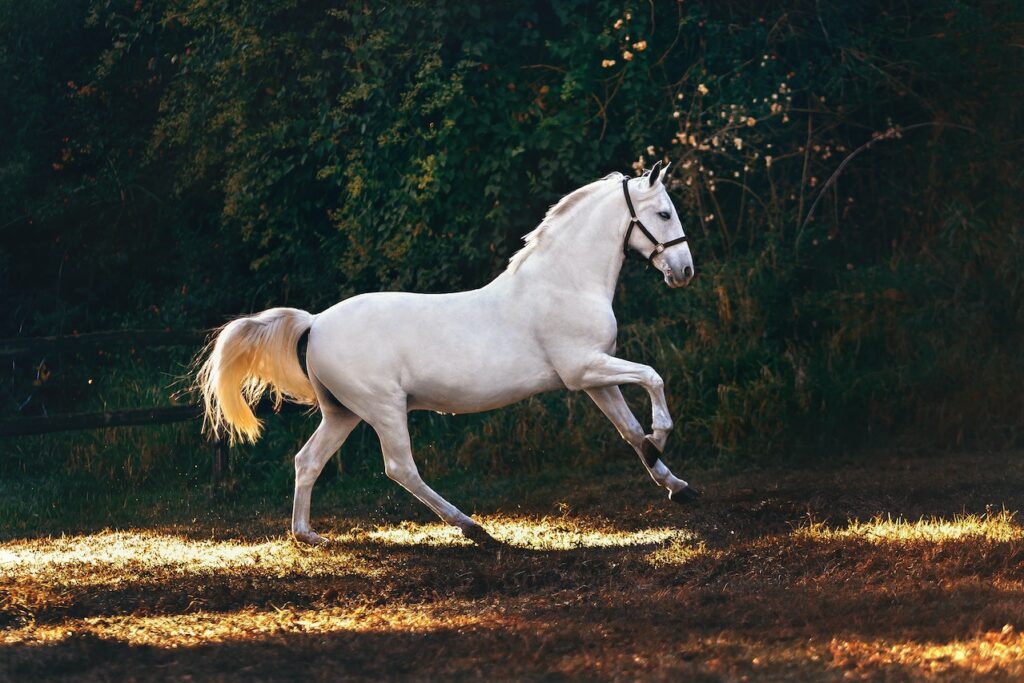 Galloping into Greatness: The Hilarious Side of Mounted Archery